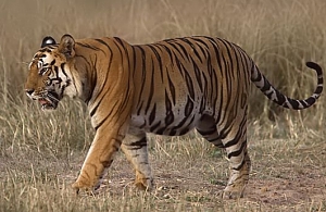 सरायकेला में बाघ का खौफ !
