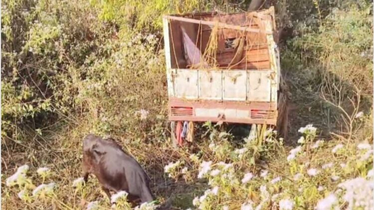 अनियंत्रित होकर सड़क से दूर 10 फीट गड्ढे में जा गिरी पिकअप !