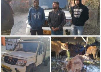 पुलिस ने दस गोवंशीय पशु लदा पिकअप वैन पकड़ा !