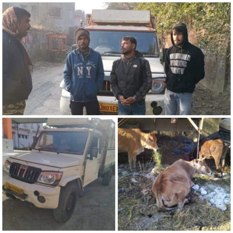 पुलिस ने दस गोवंशीय पशु लदा पिकअप वैन पकड़ा !