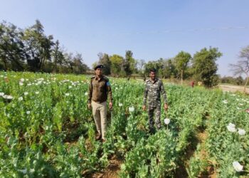 ग्रामीण एसपी ने अफीम की खेती नष्ट करने के लिए चलाया अभियान !