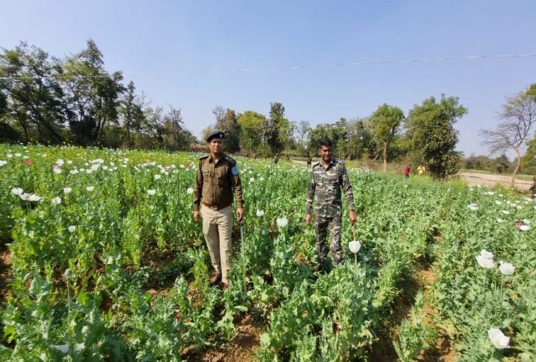 ग्रामीण एसपी ने अफीम की खेती नष्ट करने के लिए चलाया अभियान !