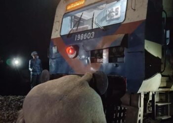 ट्रेन की चपेट में आने से हाथी की मौत !