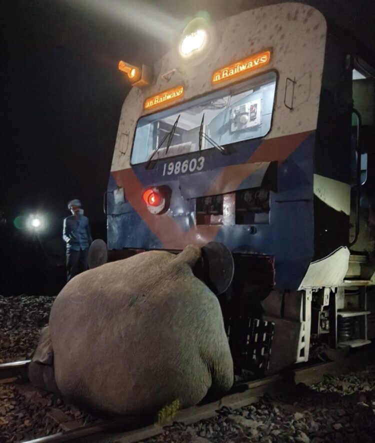 ट्रेन की चपेट में आने से हाथी की मौत !