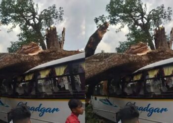 बाराती बस पर गिरा पेड़ !