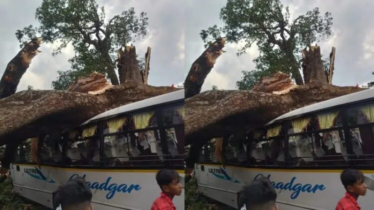 बाराती बस पर गिरा पेड़ !