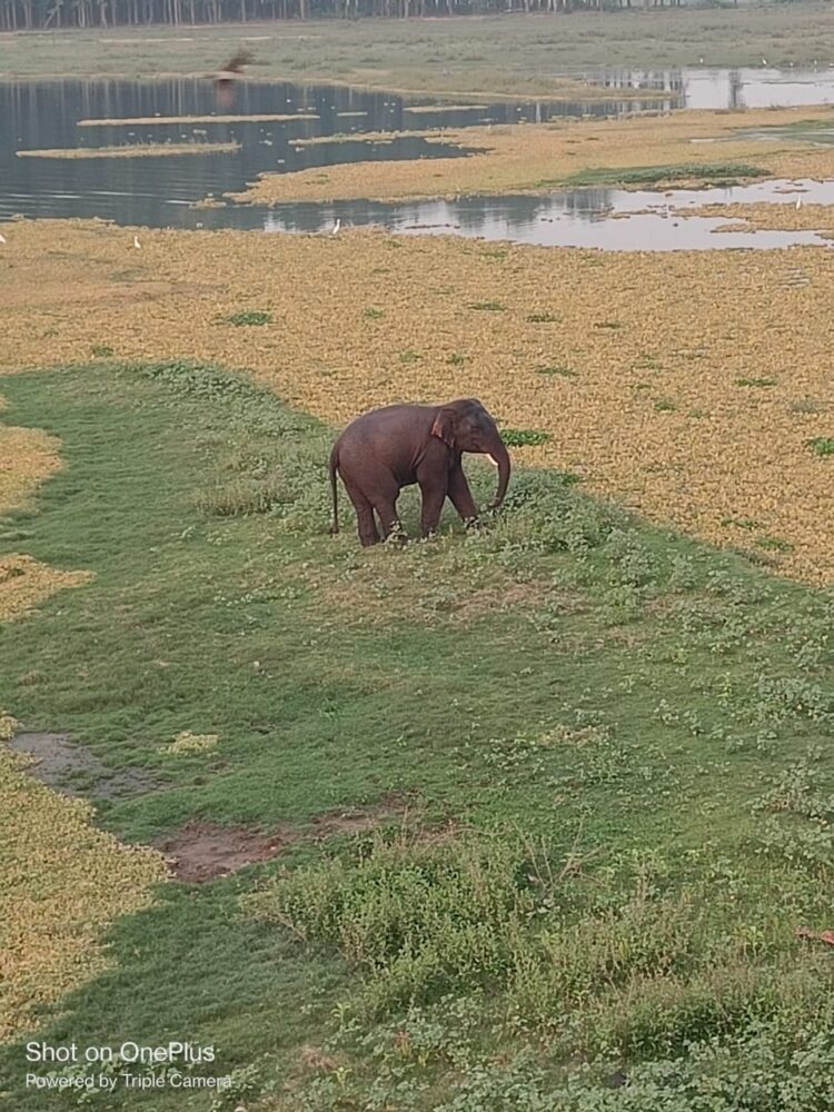 डैम क्षेत्र में जंगली हाथी का दिखना !