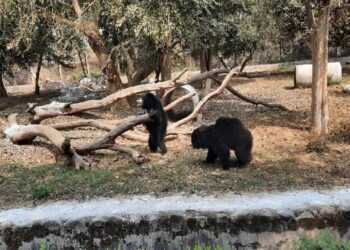 टाटा ZOO की मादा भालू ज्योति अब नहीं रही !