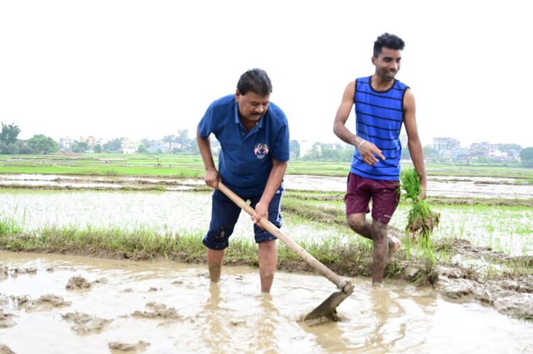 पूर्व मंत्री बंधु तिर्की ने ग्रामीणों के साथ धान रोपनी !