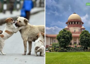 सुप्रीम कोर्ट ने आवारा कुत्तों को लेकर फिर से सख्त रुख दिखाया है !