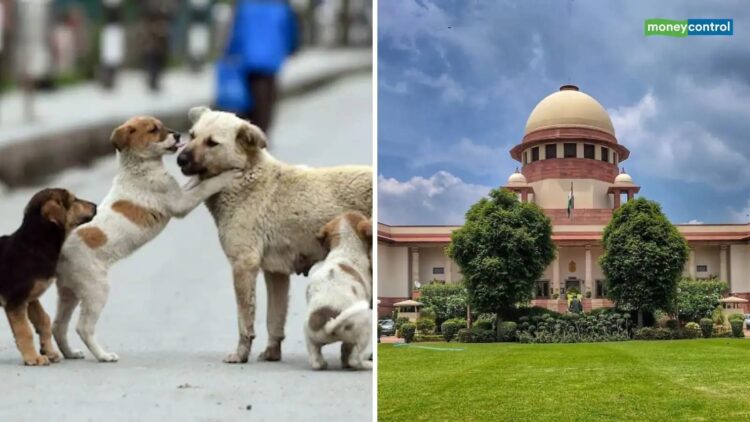 सुप्रीम कोर्ट ने आवारा कुत्तों को लेकर फिर से सख्त रुख दिखाया है !