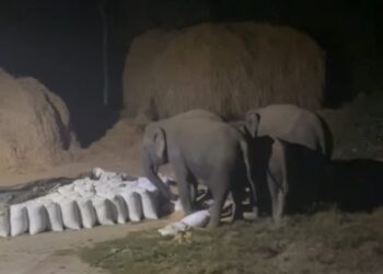 इरबा इलाके में जंगली हाथियों का आतंक !