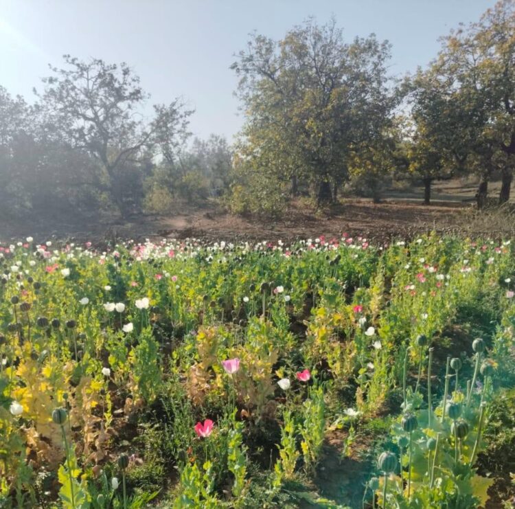 पांकी थाना क्षेत्र में अवैध अफीम/पोस्ता की खेती !