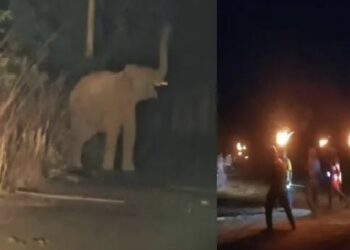 हाथियों का आतंक मचा !