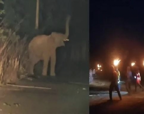 हाथियों का आतंक मचा !